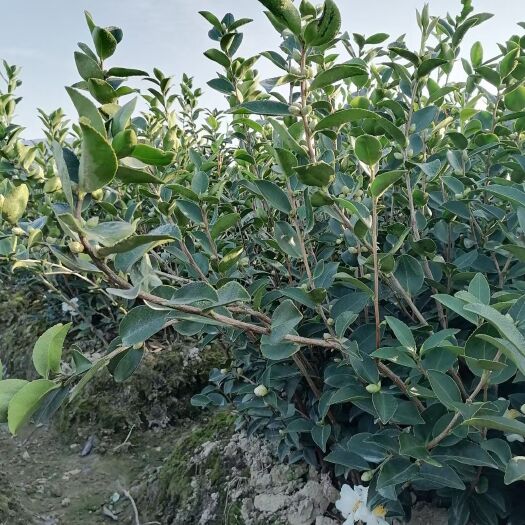 南昌长林茶树苗  茶苗长林系列，杯苗等，果子好，产量