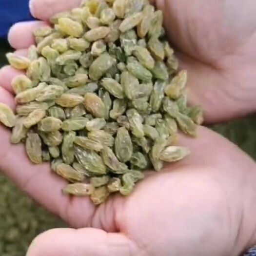 吐鲁番新疆绿葡萄干  吐鲁番市葡萄干产地直供