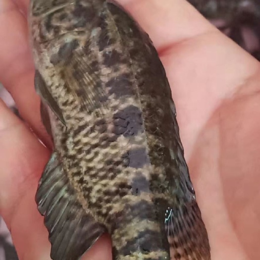淡水石斑鱼苗批发供应，