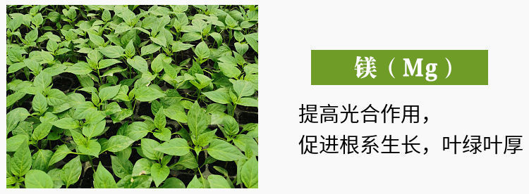 糖醇钙镁硼锌肥叶面肥中微量元素肥料果树蔬菜促花防裂果黄叶