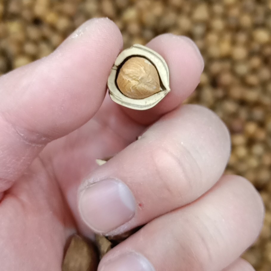 大量批发铁岭榛子