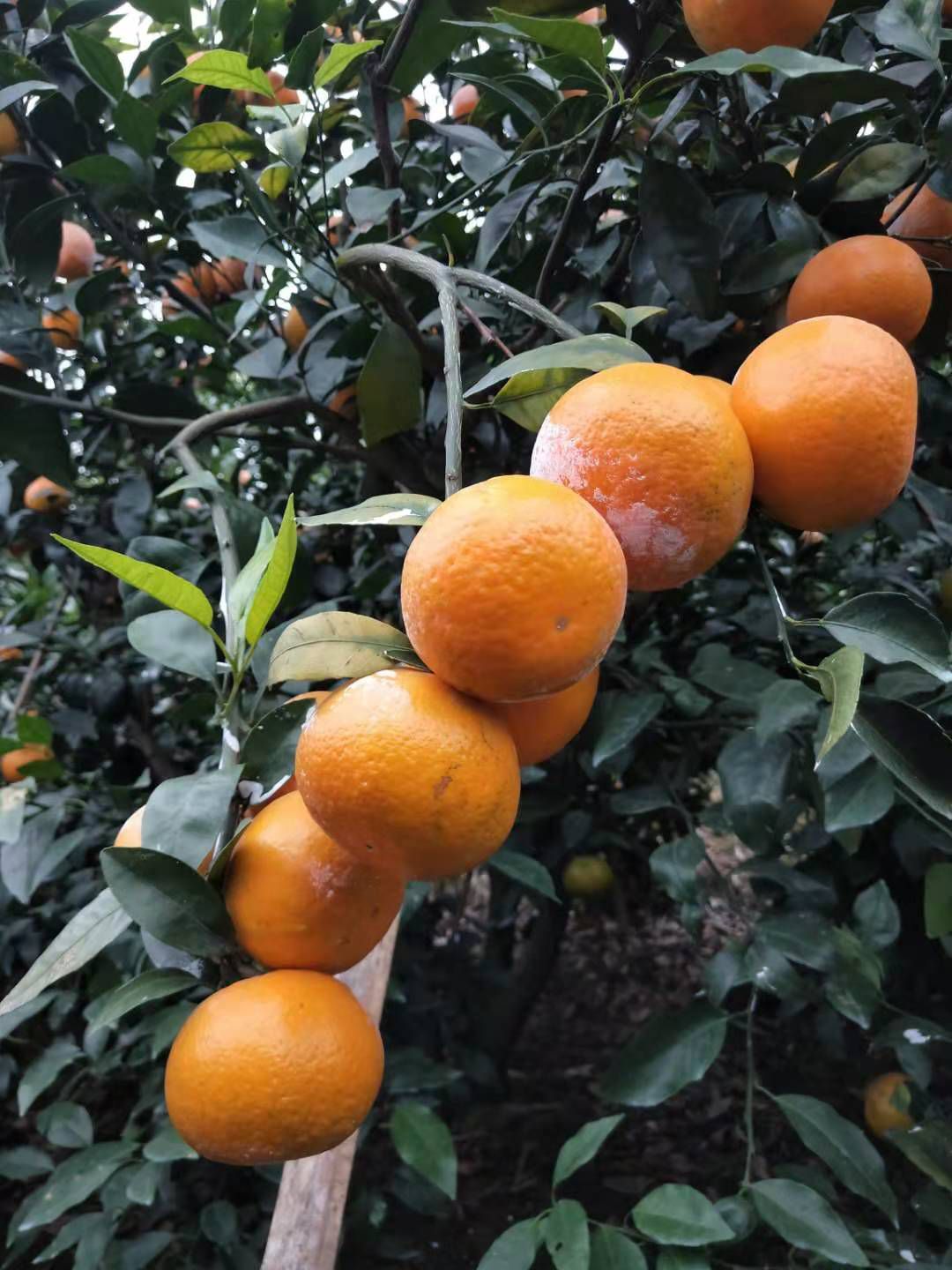 沃柑 地头通货 
