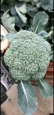 格福西兰花  精品西蓝花，颜色绿，花型紧品质好，保证质量，需要的老板联系我