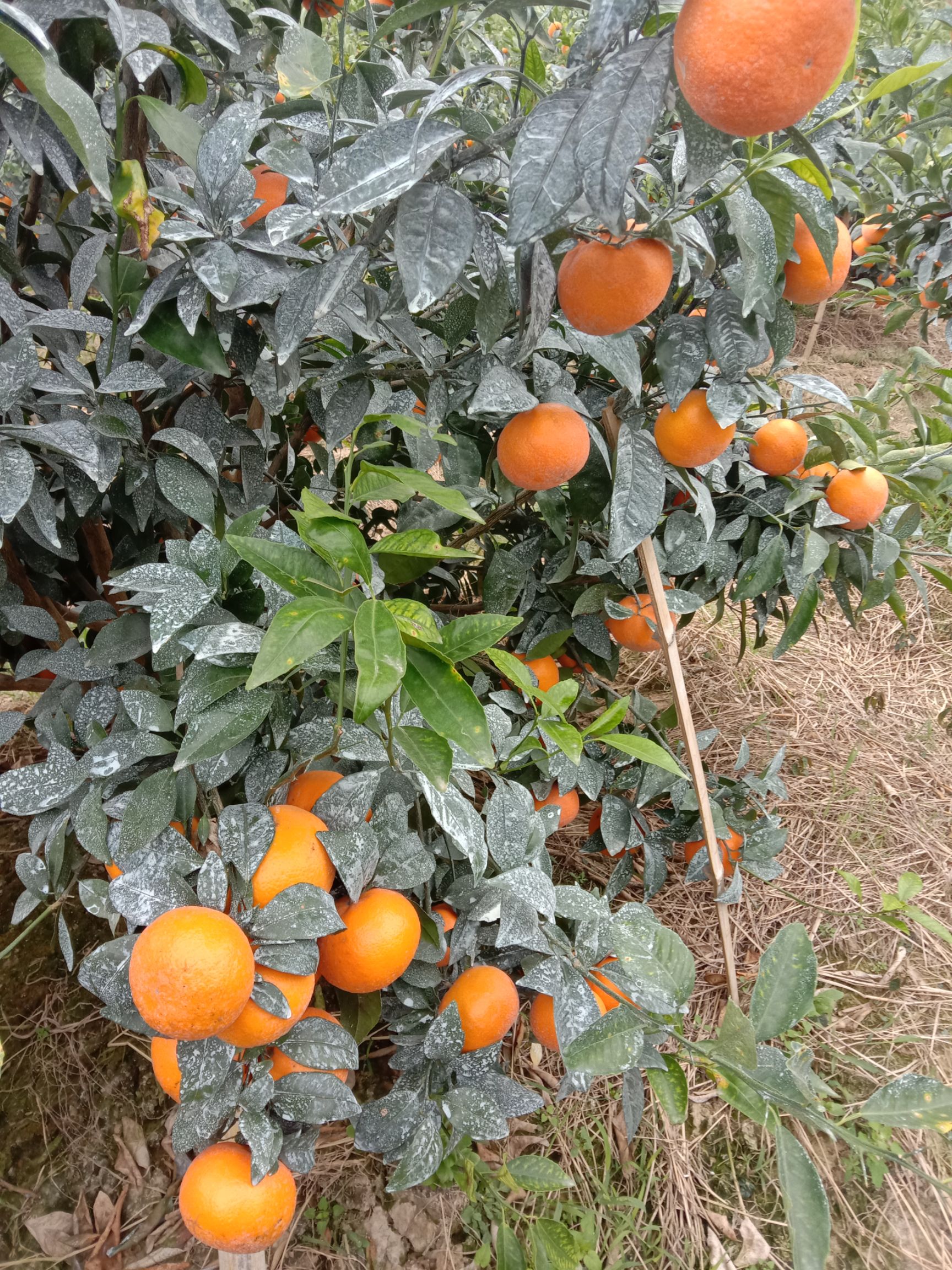 沃柑 地头通货 