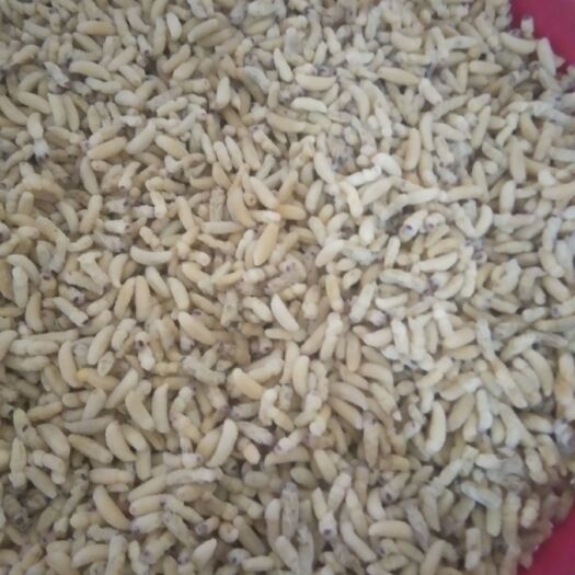 绵阳马蜂蛹 树蜂蛹便宜卖，300一斤