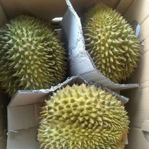 广州泰国金枕榴莲一件代发，包邮包售后 对接各平台电商，直播