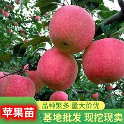 平邑县矮化短枝富士苹果苗 嫁接树苗盆栽地栽南方北方种植红富士苹果当年结果