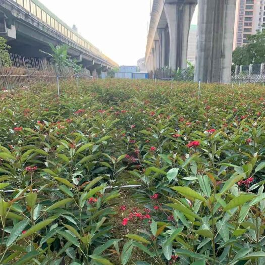 中山市琴叶珊瑚