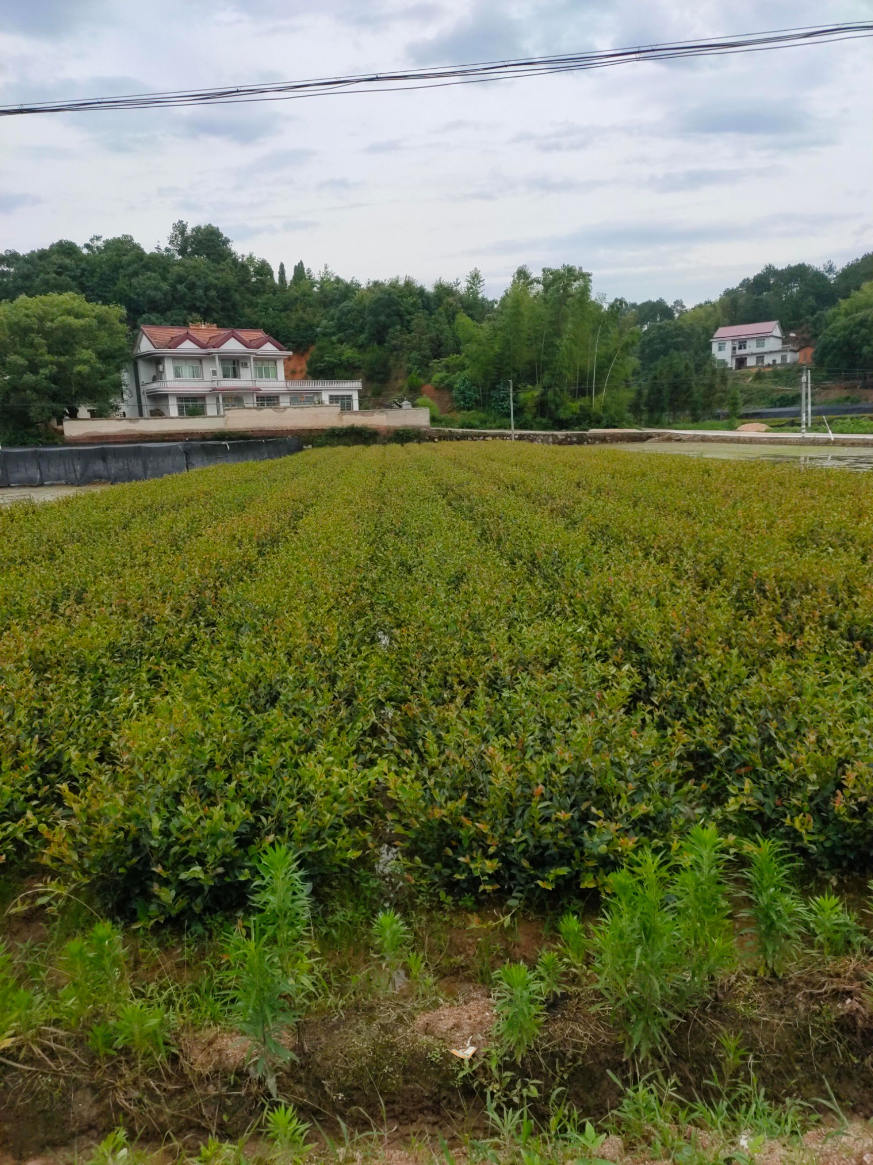 无性系良种茶苗  供应二年优质嫁接油茶苗，杯苗