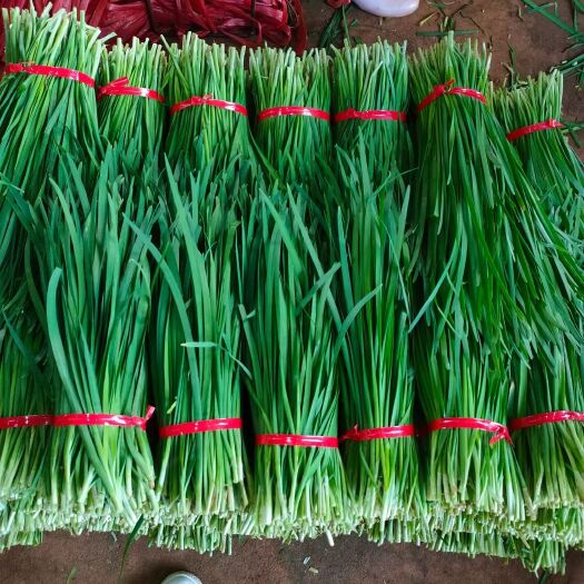 北镇市铁杆黑韭菜 头茬 