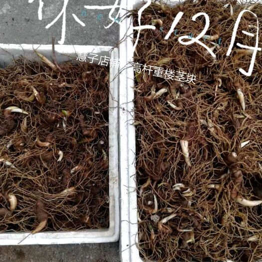成都重楼种子 茎块 四川重楼芽头 高杆好品种 芽头好 根系发