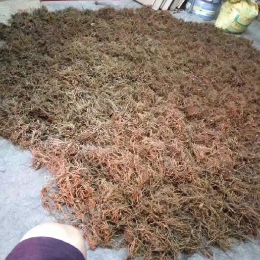 湛江地胆草  地胆头