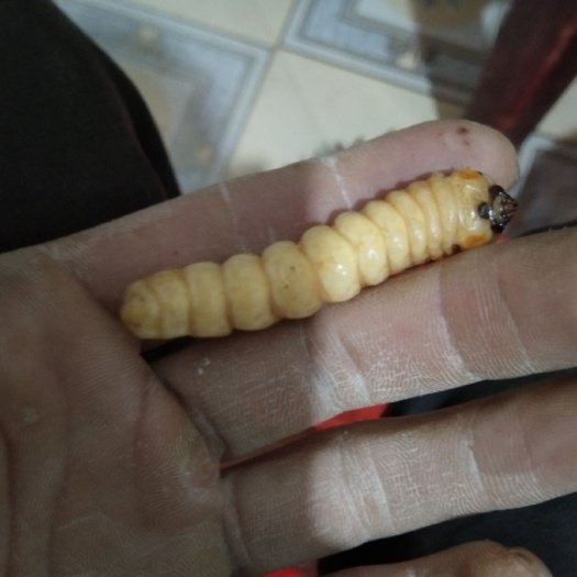 全州县 斗米虫非诚勿扰