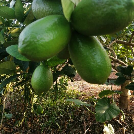 博白县青柠檬 （海南）无籽香水柠檬