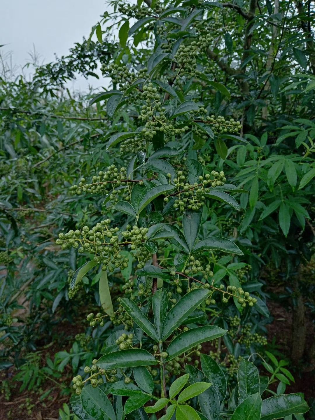 青花椒  金阳花椒 干花椒   95以上开口