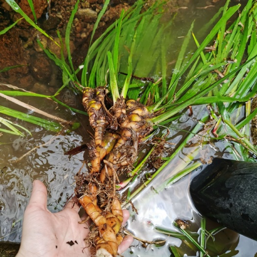 顺昌县中药材菖蒲 石菖蒲 红根 含量高易管理 包回收 提供种植技术