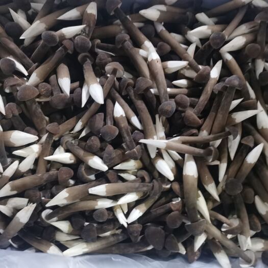 晋江市鸡枞菌 黑皮鸡枞