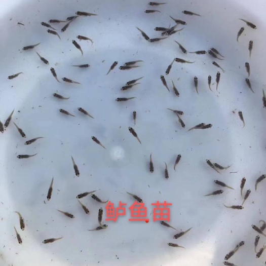 广州加州鲈鱼苗鲈鱼水花优鲈一号大量现货基地直供批发