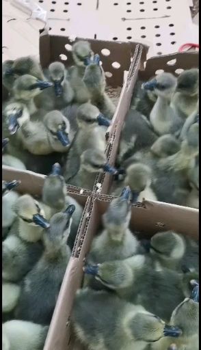 灰鹅苗大种马岗鹅苗  大个马岗鹅苗质量正苗