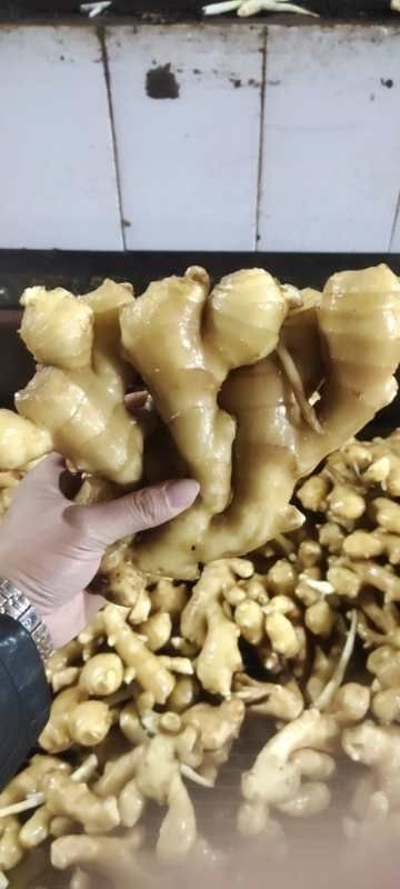 芜湖安徽大黄姜 小黄姜 姜母 姜种等大量批发 电商 市场 商超