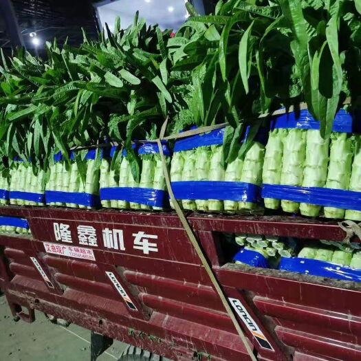 兰陵县红叶莴笋  产地直销（精品莴苣）一手货源，货源充足，质量保障