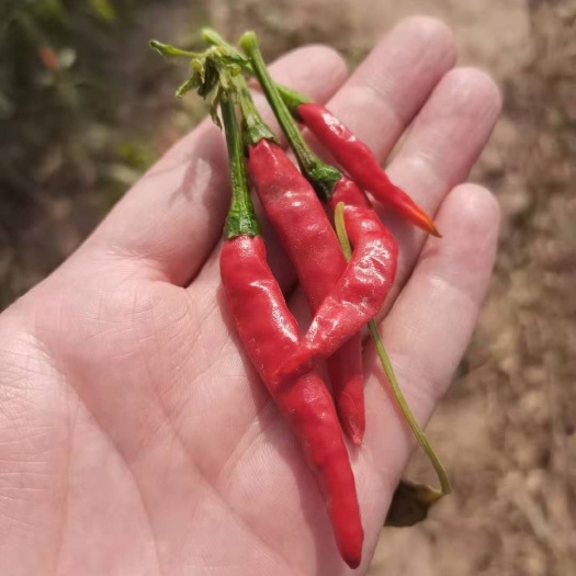 庆云县朝天椒干辣椒  朝天椒，干辣椒