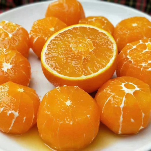 秭归县 秭归九月红脐橙