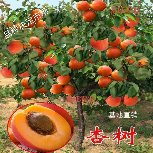 平邑县沙金红杏树苗  大果沙金红杏  特大特甜 南北方盆栽地栽  适合种植