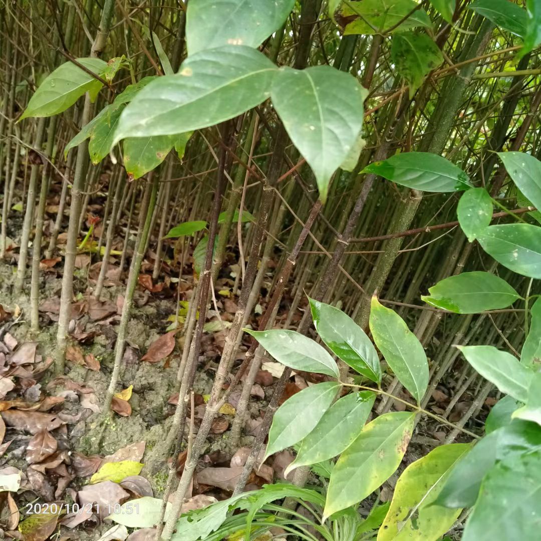 钩藤苗  钩藤金钩藤双勾藤批发低价甩卖 源产地品种正宗产量高成活率高