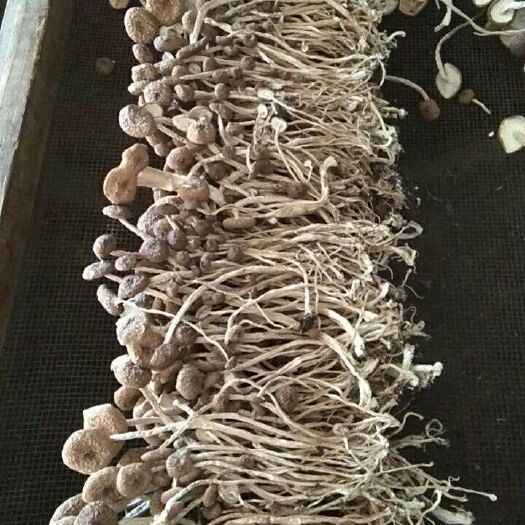 广昌县普通茶树菇 干茶树菇