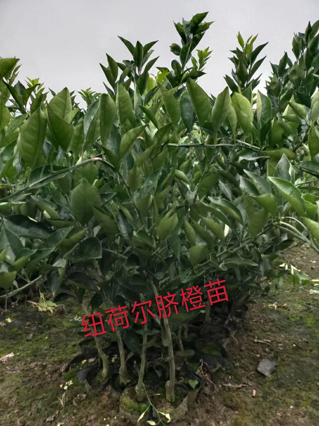 纽荷尔脐橙苗  纽荷尔脐橙营养杯苗，裸根苗假一赔十热销中