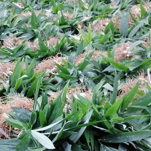 西安黄精种苗  多花姜型甜黄精，不倒苗，2年苗，基地直销，技术指导