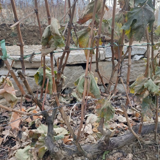 平度市金手指葡萄苗  自家繁育的葡萄树