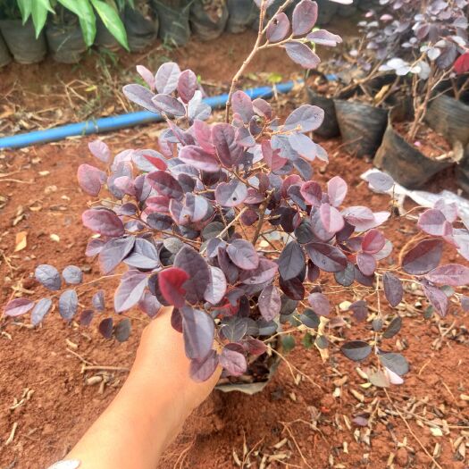 海口黑珍珠红继木  红花继木，开花鲜艳，适合家庭种植，园林绿化