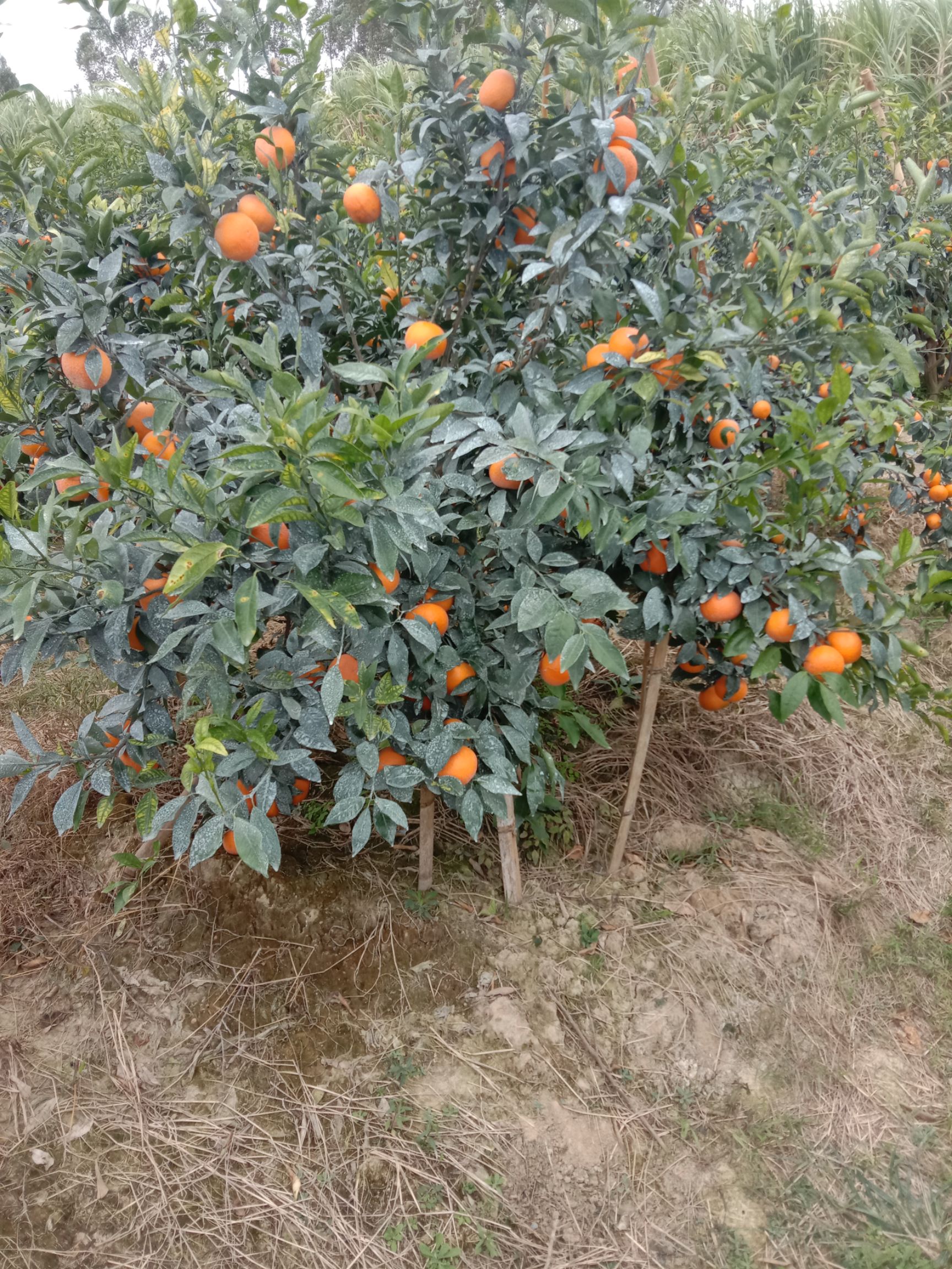 沃柑 地头通货 