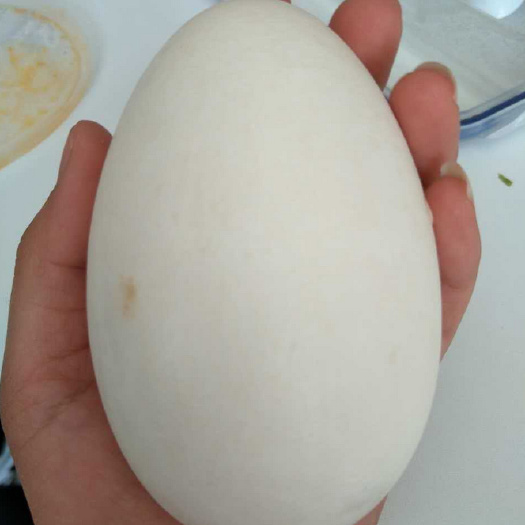 杞县鲜鹅蛋 一手货源，鹅蛋，大量出，有意向的老板可联系