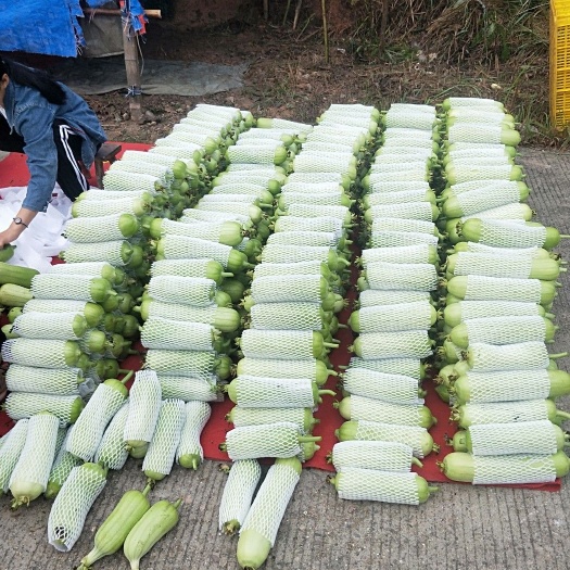 株洲白关丝瓜 30cm以下 