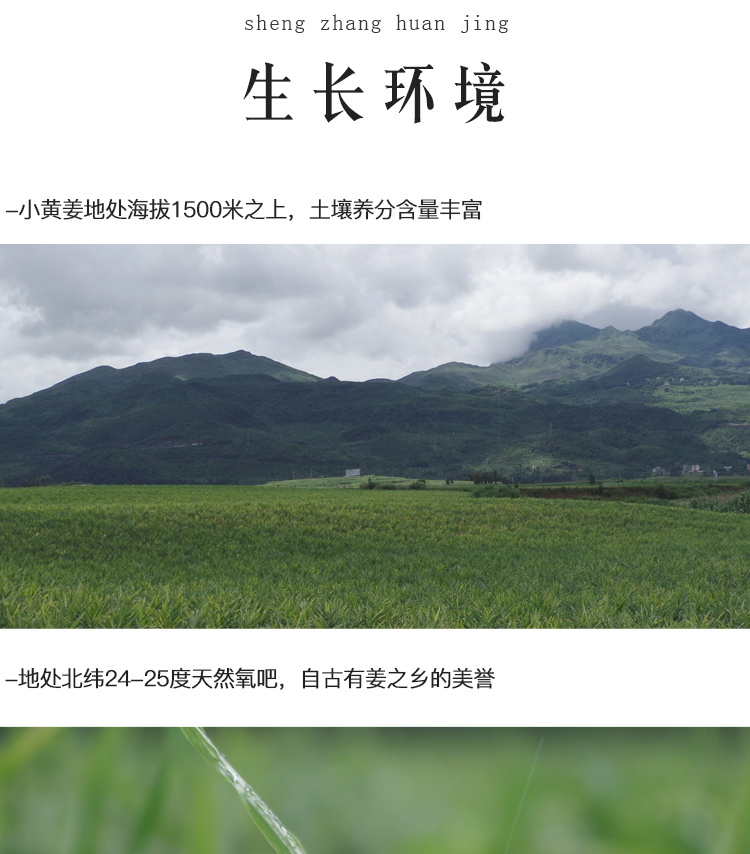 小黄姜干姜片  冻干姜片生姜片原始点姜汤原味泡茶罗平小黄姜片
