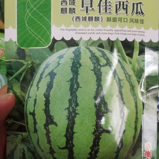 扶沟县早佳8424西瓜种子  西域，早佳西瓜皮薄汁多，肉红