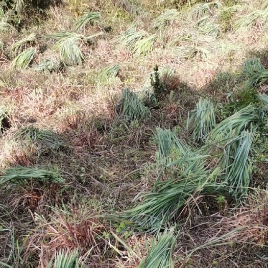 金平县香茅草