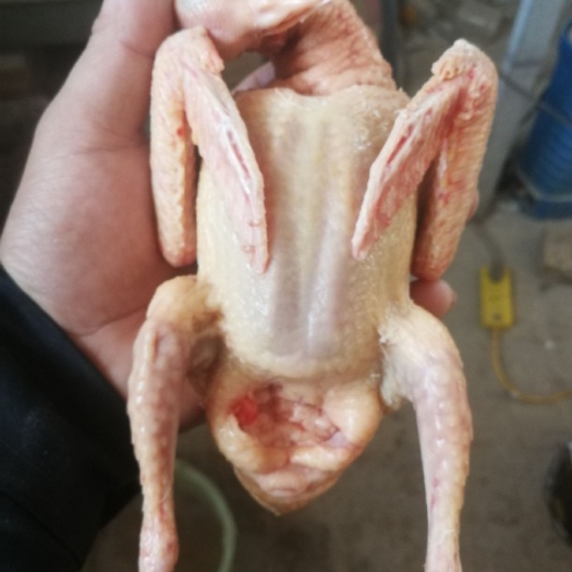 献县鸽肉  保证新鲜，可抽真空