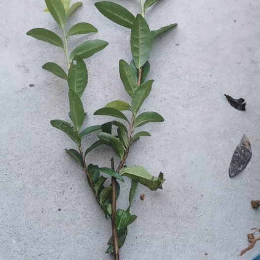 茶树苗  今年的网红茶苗，金香玉茶苗