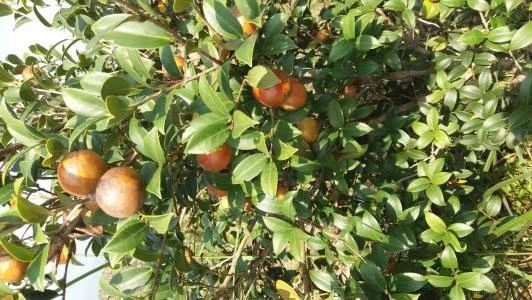 无性系良种茶苗  供应二年优质嫁接油茶苗，杯苗