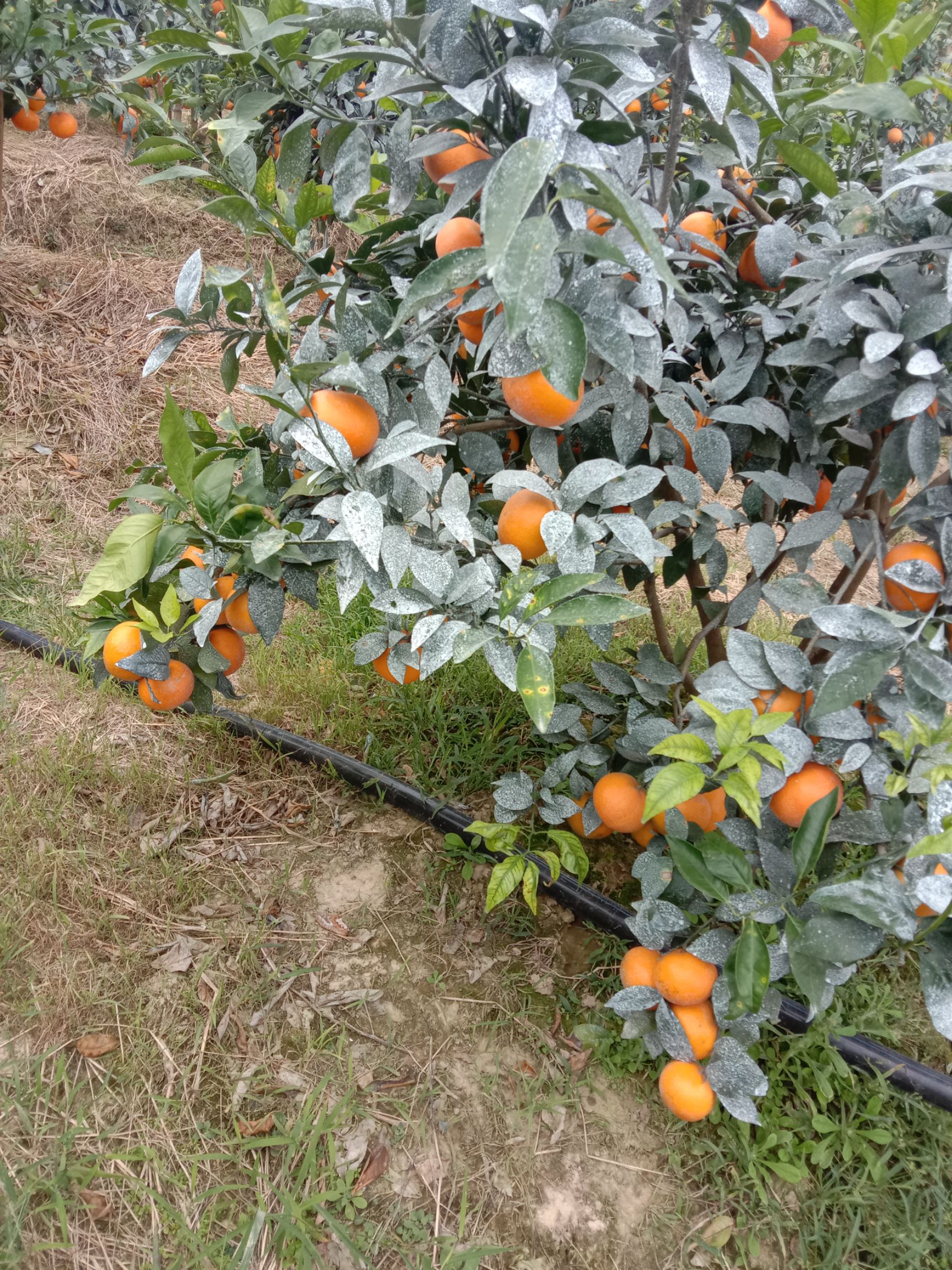 沃柑 地头通货 