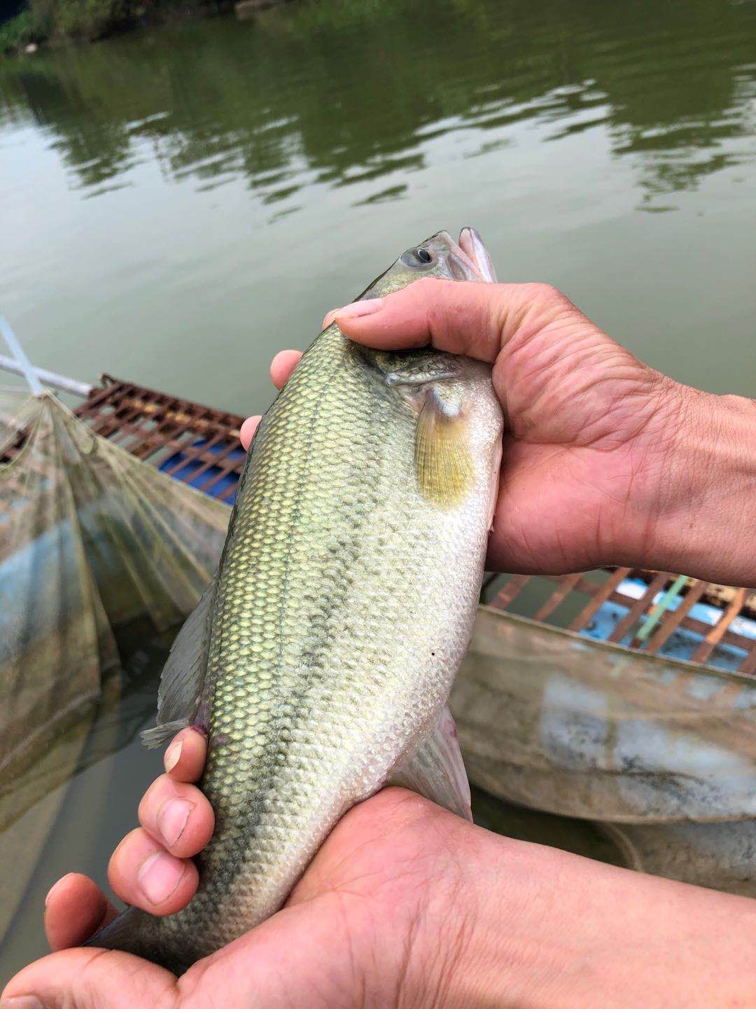 加州鲈鱼苗鲈鱼水花优鲈一号大量现货基地直供批发