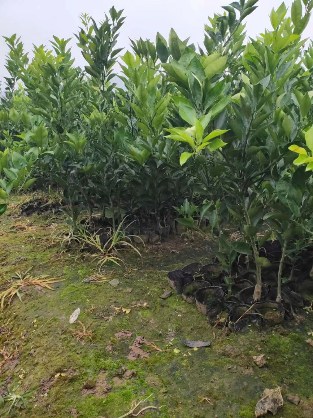 纽荷尔脐橙苗  纽荷尔脐橙营养杯苗，裸根苗假一赔十热销中