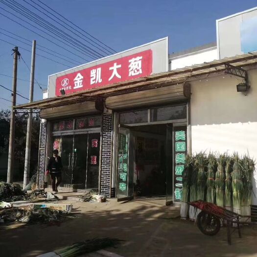 济南章丘大葱葱白脆甜