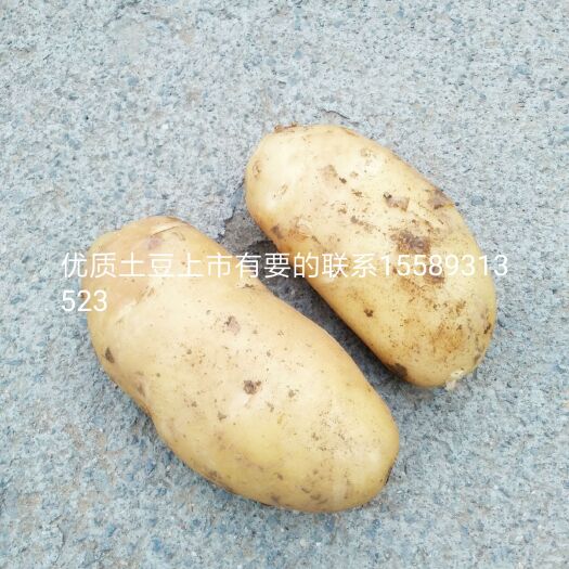 淄博荷兰806土豆种子 品种特点芽眼浅黄皮黄肉卖相好有种植的户联系我