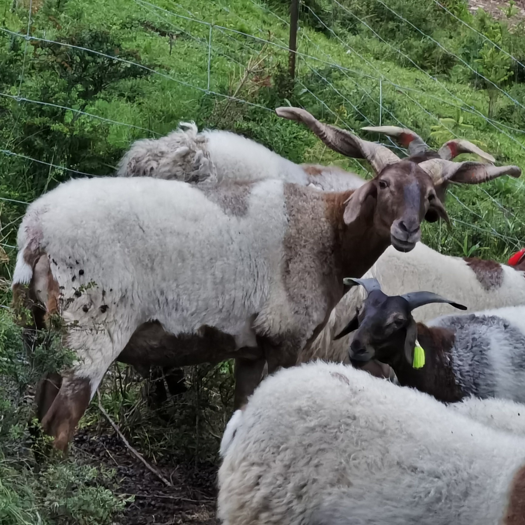 甘南藏羊品种图片