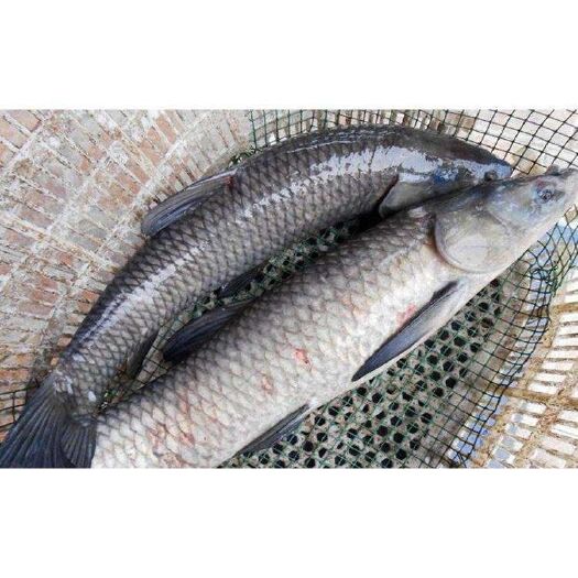 资兴市淡水青鱼 8斤以上青鱼
